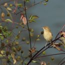 Booted Warbler(가칭 쇠덤불개개비) 이미지