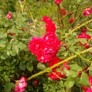 신안마을 이미지