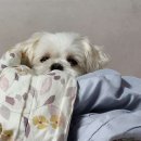 멍문사립유치원 리틀멈머 이미지