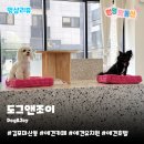 도그앤조이(Dog&Joy) | 김포애견카페 도그앤조이 – 날씨 걱정 없는 실내 힐링 공간