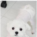 즐거운 애견미용 이미지