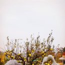 함평 청수원 가을 단풍 두번째 이미지
