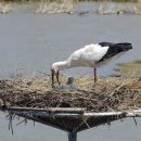 서산버드랜드 이미지