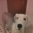 빠박이 애견미용 이미지