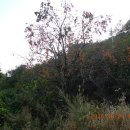 대광천(1) 이미지