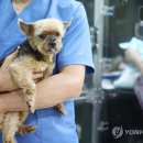 굿파파 24시 반려동물건강검진센터 이미지