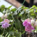 전주정원박람회 이미지