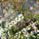 개나리민박 이미지