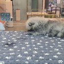 중앙동물병원 이미지