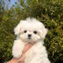 청주강아지분양 애견입양 애견미용 바른펫 | 청주강아지분양 애견입양 애견미용 바른펫 건강하고 귀여운 강아지를 반려동물로 맞이하는 청주애견샵 추천