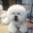 김언니 펫살롱 이미지