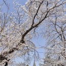 충청남도 역사박물관 | [공지] 충남 공주 벚꽃 명소 충청남도역사박물관 (2025/4/9 실시간)