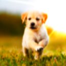 하얀강아지 이미지