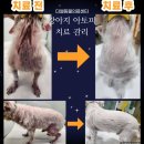 더엘동물의료센터 이미지