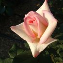 과천약국 이미지