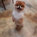 메르시몽프레 포메분양&애견카페 이미지