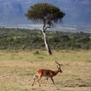 동아프리카 탐방(2)-케냐 마사이마라 국립공원 이미지