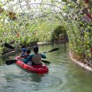 비체올린 이미지