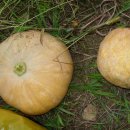 과림농장 이미지