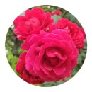 슈바이쳐약국 이미지