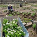 꽃차&약선차 이미지