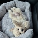 반하다몽몽 이미지