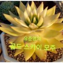 철화농장 Daum카페