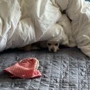 야옹아 멍멍해봐 오산점 이미지