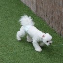 하늘N펜션 | 태안 하늘N펜션 애견동반 독채펜션 1박2일 후기