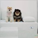개인생활펫 | 패브릭 펫소파 안젤리토미니