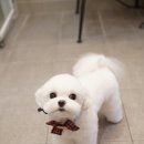 블루밍독 이미지