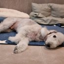 달이네 애견미용실 이미지