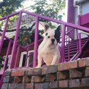 요리조리 동화요리사A | 용산 해방촌 태국음식맛집 &#34;팟카파우&#34; 솔직후기 (+해방촌거리 후기!)