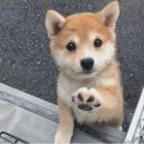 우리집 댕댕이 이미지