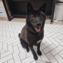 ADOPT ME _ MANGO(맹고) 이미지