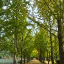 깔쌈한김밥 | 문광저수지 은행나무길, 충북 단풍 축제 명소