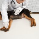 리베동물메디컬센터 이미지