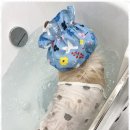 댕댕케어 이미지