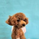 다이아몽 이미지