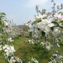 사과꽃향기 이미지