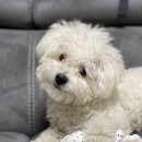 멍실멍실 이미지