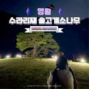 산솔면-19(수라리재 정상) | 강원도 영월 여행 밤 놀거리 은하수 별 사진 명소 수라리재 솔고개소나무 가는 법
