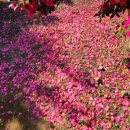 스테이 이아 이미지