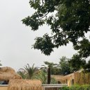 바바라 발리 이미지