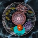 다운 증후군의 비밀 풀기: 단백질 상호 작용으로 새로운 분자 메커니즘 공개 이미지