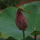 병천오가피 순대 티스토리