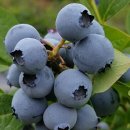 지영농장(2농장) 이미지