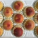 운성농장 | 복숭아를 물처럼 먹겠다는 목표를 다지며