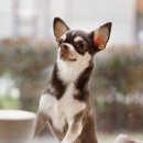 나을동물병원 이미지