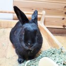 시흥시동물누리보호센터 동물병원 이미지